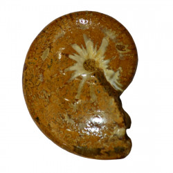 taramelliceras externnodosum MT7