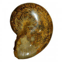taramelliceras externnodosum MT8