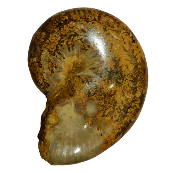 taramelliceras externnodosum MT8