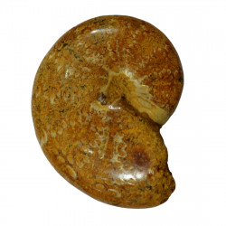 holcophylloceras polyolum