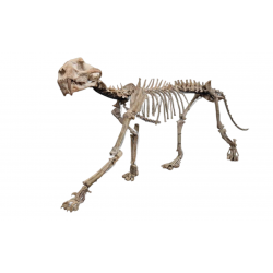 Dinictis Felina (saber cat skeleton)