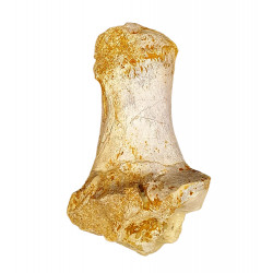Bronthotherium megaceratops calcaneus