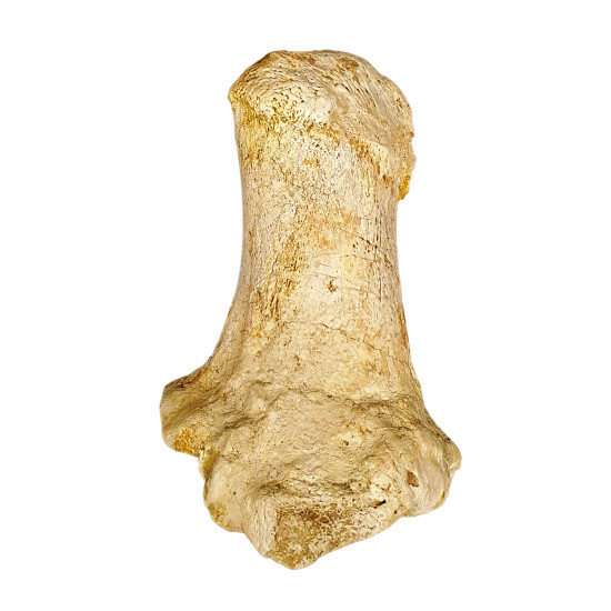 Bronthotherium megaceratops calcaneus