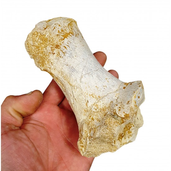 Bronthotherium megaceratops calcaneus
