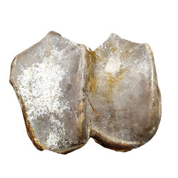 Bronthotherium megaceratops tooth