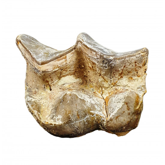 Bronthotherium megaceratops tooth