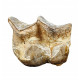 Bronthotherium megaceratops tooth