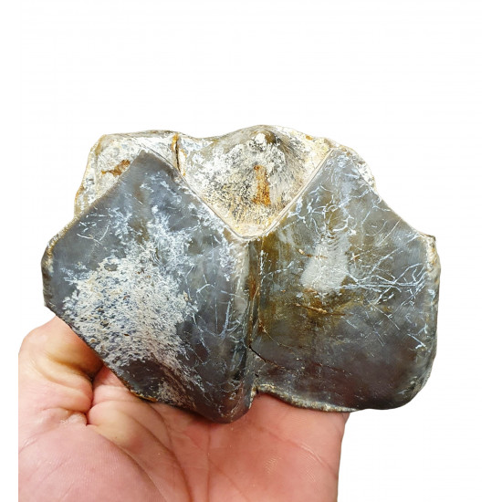 Bronthotherium megaceratops tooth
