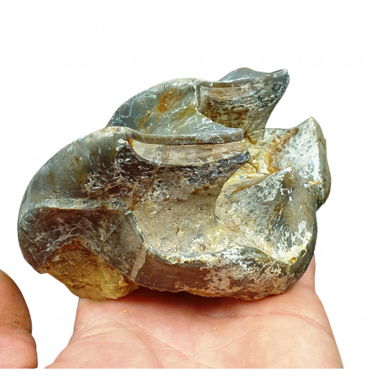 Bronthotherium megaceratops tooth