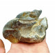 Bronthotherium megaceratops tooth