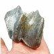 Bronthotherium megaceratops tooth