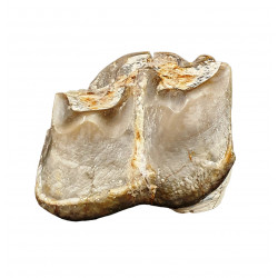 Bronthotherium megaceratops tooth