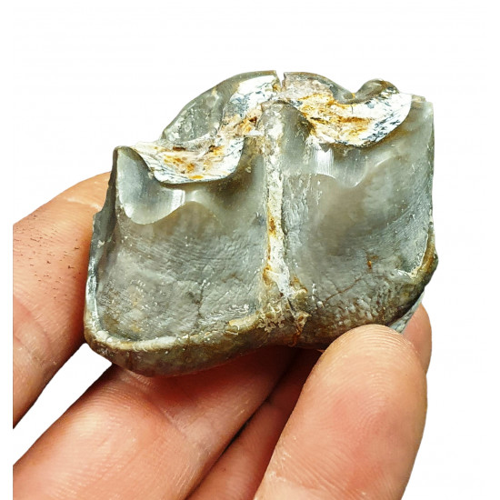Bronthotherium megaceratops tooth