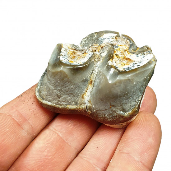 Bronthotherium megaceratops tooth