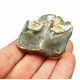 Bronthotherium megaceratops tooth