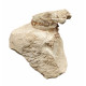 Sinclairella dakotensis (skull and vertebra)