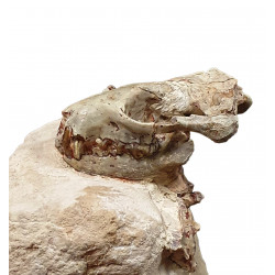 Sinclairella dakotensis (skull and vertebra)