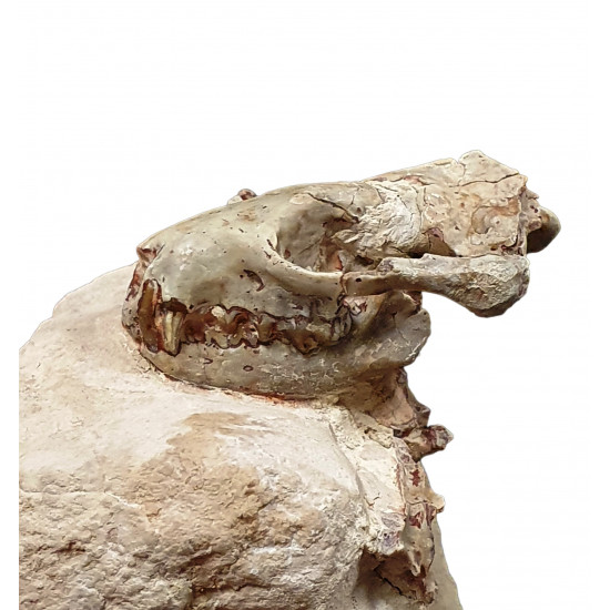 Sinclairella dakotensis (skull and vertebra)