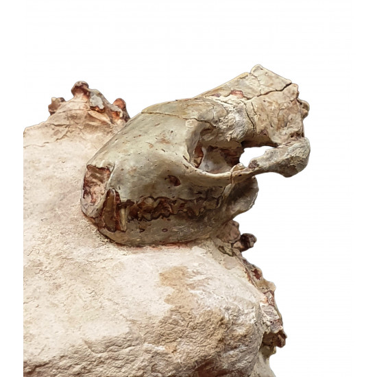 Sinclairella dakotensis (skull and vertebra)
