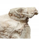 Sinclairella dakotensis (skull and vertebra)