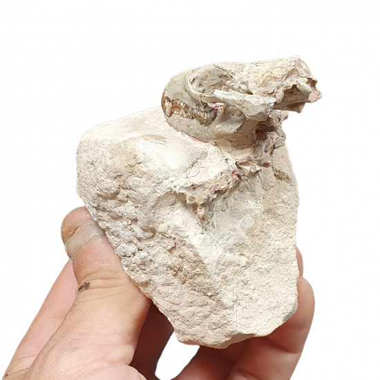 Sinclairella dakotensis (skull and vertebra)