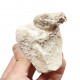 Sinclairella dakotensis (skull and vertebra)