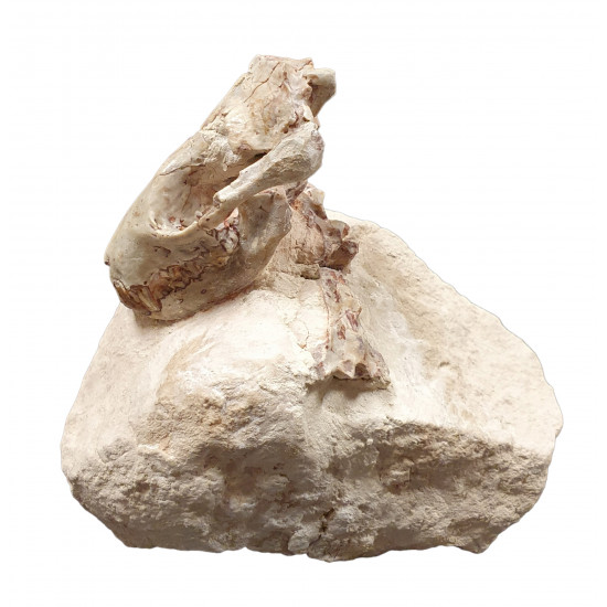 Sinclairella dakotensis (skull and vertebra)