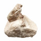 Sinclairella dakotensis (skull and vertebra)