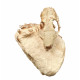 Sinclairella dakotensis (skull and vertebra)