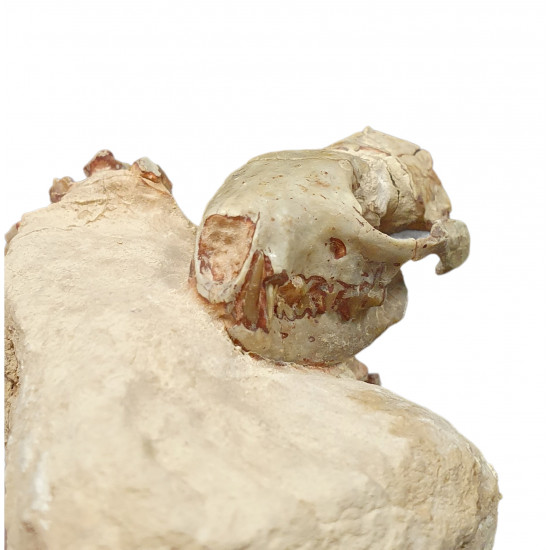 Sinclairella dakotensis (skull and vertebra)