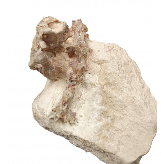 Sinclairella dakotensis (skull and vertebra)