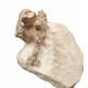 Sinclairella dakotensis (skull and vertebra)