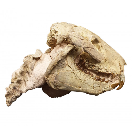 Eporeodon major (skull with vertebra)