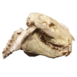 Eporeodon major (skull with vertebra)