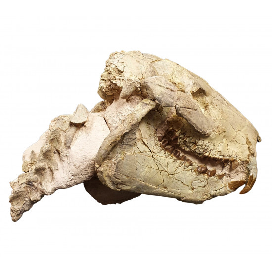 Eporeodon major (skull with vertebra)