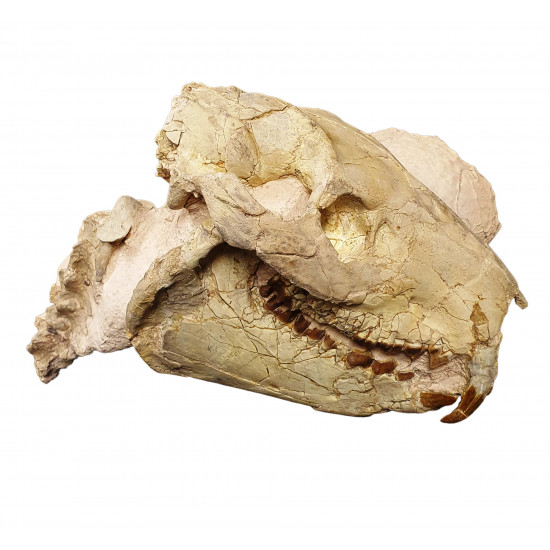Eporeodon major (skull with vertebra)