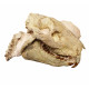 Eporeodon major (skull with vertebra)