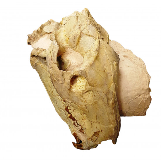 Eporeodon major (skull with vertebra)