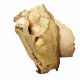 Eporeodon major (skull with vertebra)