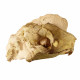 Eporeodon major (skull with vertebra)