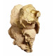 Eporeodon major (skull with vertebra)