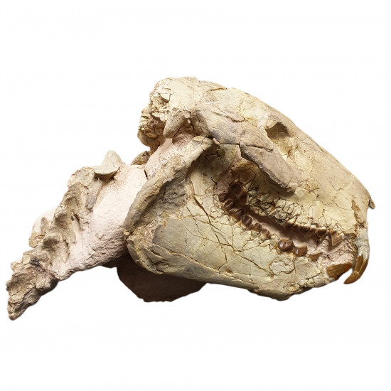 Eporeodon major (skull with vertebra)