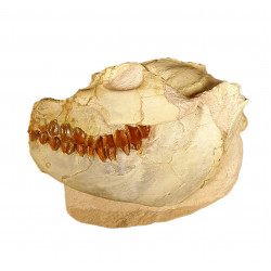 Leptauchenia decora (skull)