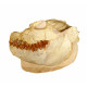 Leptauchenia decora (skull)