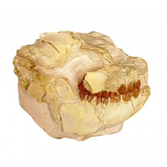 Leptauchenia decora (skull)