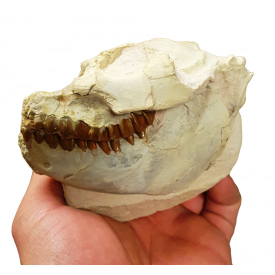 Leptauchenia decora (skull)