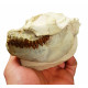 Leptauchenia decora (skull)
