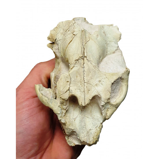 Leptauchenia decora (skull)