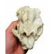Leptauchenia decora (skull)