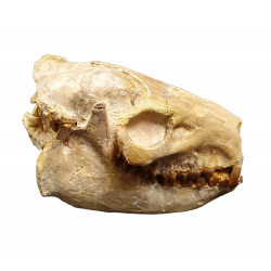 Merycoidodon gracilis (skull)